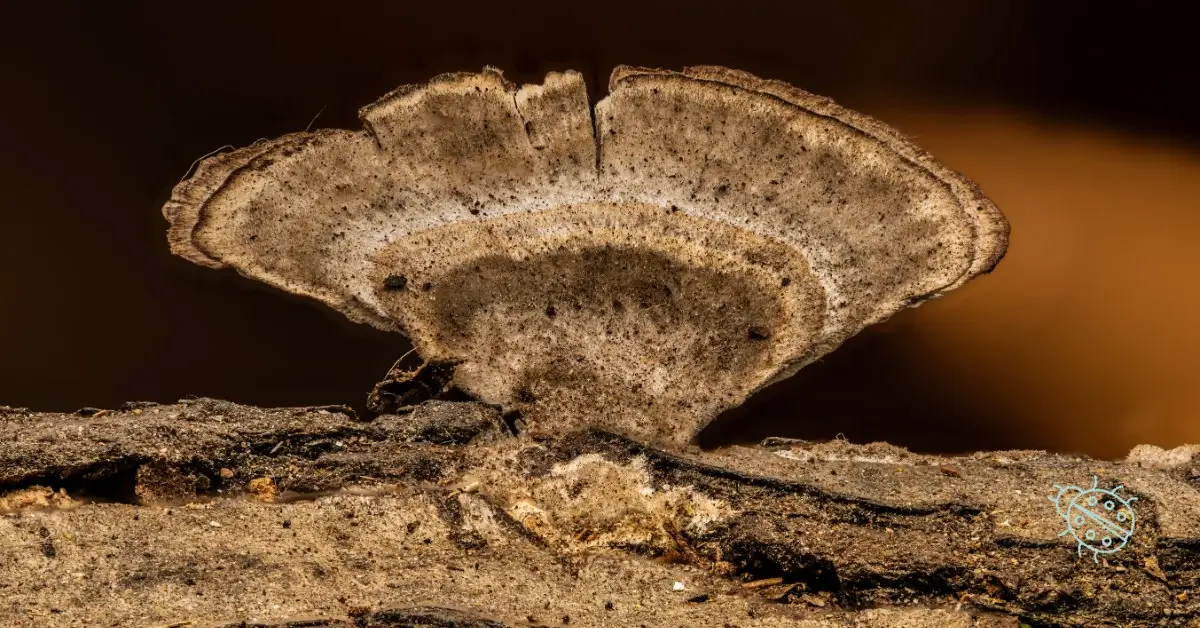 Close-up of soil layers and roots representing embedded sustainability capability in business strategy